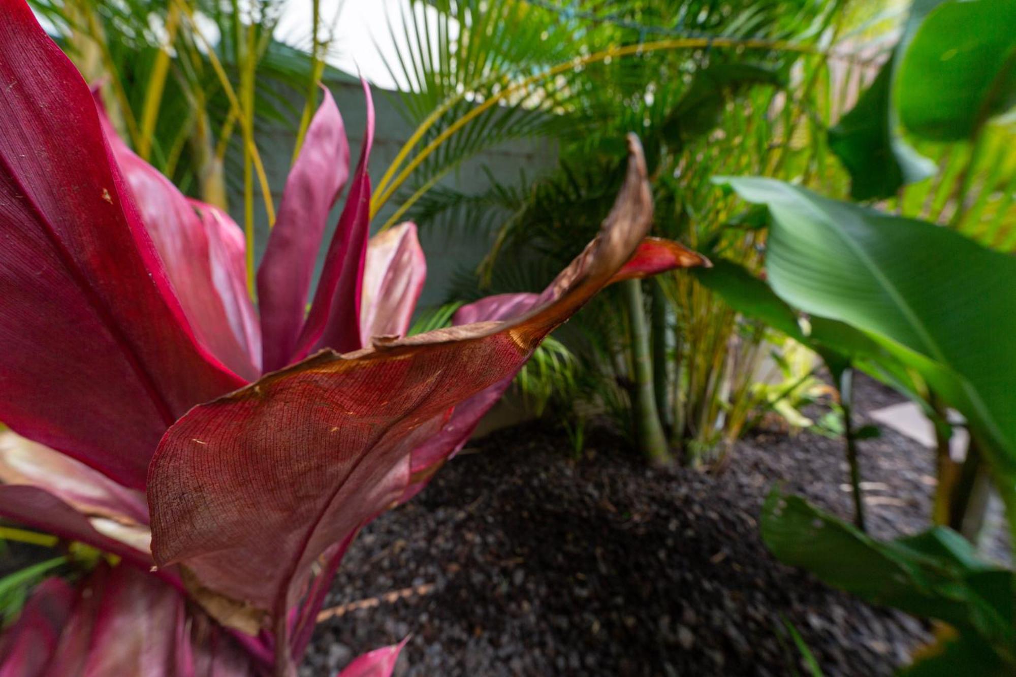 Plumeria Suite, 2-Bedrooms, Sleeps 6, Pool & Bbq, Pre-Renovation Summer Sale Kihei Exterior foto